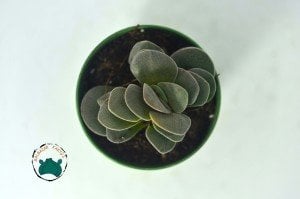 Crassula Morgans Beauty - Kat kat Yapraklı Sukulent Özel Tür