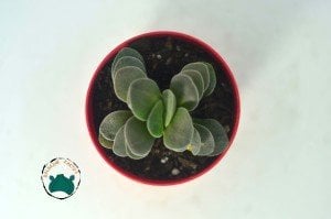 Crassula Morgans Beauty - Kat kat Yapraklı Sukulent Özel Tür