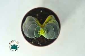 Crassula Morgans Beauty - Kat kat Yapraklı Sukulent Özel Tür