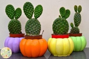 Opuntia Microdasys Sarı Dikenli Tavşan Kulağı Kaktüs (5,5cm saksı)