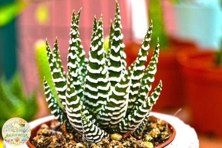 Haworthia Fasciata Alba -Beyaz Zebra Benekli Sukulent