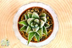 Haworthia Fasciata Alba -Beyaz Zebra Benekli Sukulent