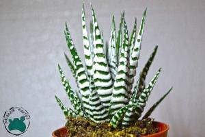 Haworthia Fasciata Alba -Beyaz Zebra Benekli Sukulent