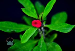 Euphorbia Milii Sukulent -Dikenler Tacı Sukulent Kırmızı(5,5cmlik saksı)