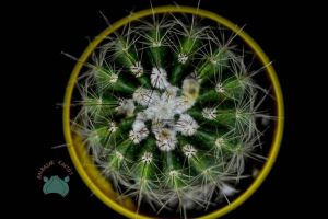 Notocactus Ottonis Kaktüs Nadir Tür  (8.5cmlik saksıda)