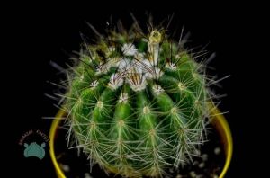 Notocactus Ottonis Kaktüs Nadir Tür  (8.5cmlik saksıda)