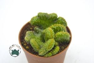 Hildewintera Colademononis Cristata - Kıvrak Gövde Beyin Kaktüs