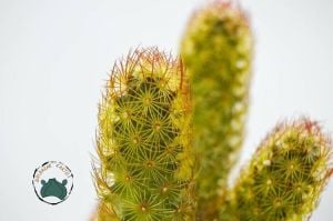 Mammillaria Elongata Rubra Kaktüs Kızıl Dikenli ParmakKaktüs