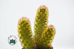 Mammillaria Elongata Rubra Kaktüs Kızıl Dikenli ParmakKaktüs