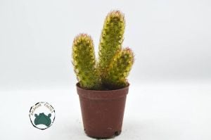 Mammillaria Elongata Rubra Kaktüs Kızıl Dikenli ParmakKaktüs