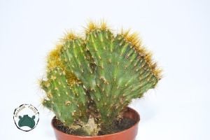 Cereus Peruvianus Cristata Kaya Kaktüs Koleksiyonluk Kaktüs
