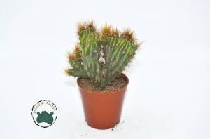 Cereus Peruvianus Cristata Kaya Kaktüs Koleksiyonluk Kaktüs