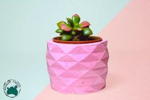 Anacampceros Rufescens Sunrise Variegata Sukulent Pembe Yeşil Sarı Yapraklı