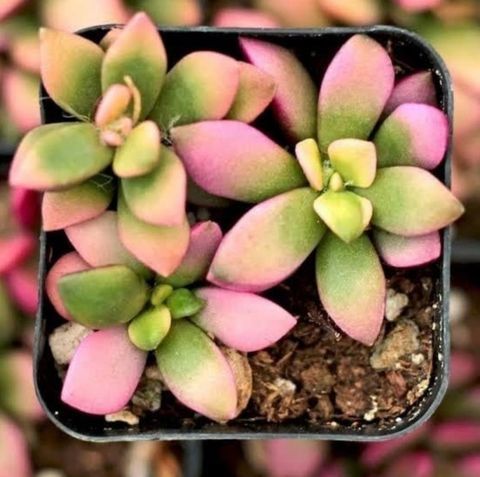 Anacampceros Rufescens Sunrise Variegata Sukulent Pembe Yeşil Sarı Yapraklı