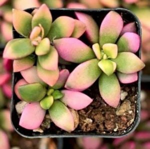 Anacampceros Rufescens Sunrise Variegata Sukulent Pembe Yeşil Sarı Yapraklı