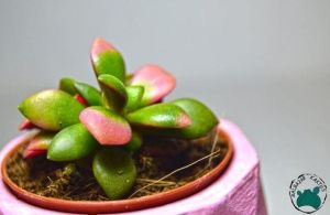 Anacampceros Rufescens Sunrise Variegata Sukulent Pembe Yeşil Sarı Yapraklı