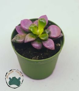 Anacampceros Rufescens Sunrise Variegata Sukulent Pembe Yeşil Sarı Yapraklı