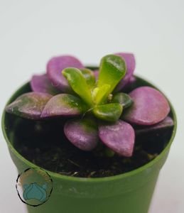 Anacampceros Rufescens Sunrise Variegata Sukulent Pembe Yeşil Sarı Yapraklı