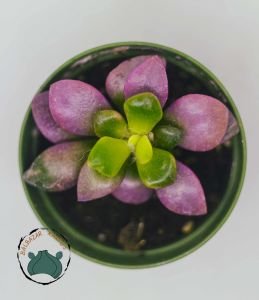 Anacampceros Rufescens Sunrise Variegata Sukulent Pembe Yeşil Sarı Yapraklı