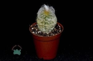 Cephalocereus Senilis Beyaz Tüylü Kaktüs Filozof Başı Kaktüs