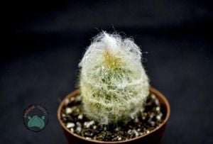 Cephalocereus Senilis Beyaz Tüylü Kaktüs Filozof Başı Kaktüs