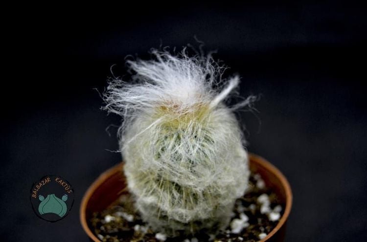Cephalocereus Senilis Beyaz Tüylü Kaktüs Filozof Başı Kaktüs