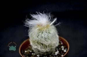 Cephalocereus Senilis Beyaz Tüylü Kaktüs Filozof Başı Kaktüs