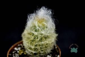 Cephalocereus Senilis Beyaz Tüylü Kaktüs Filozof Başı Kaktüs