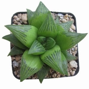 Haworthia Retusa Sukulent - Yıldız Kaktüs -Koleksiyonluk Tür
