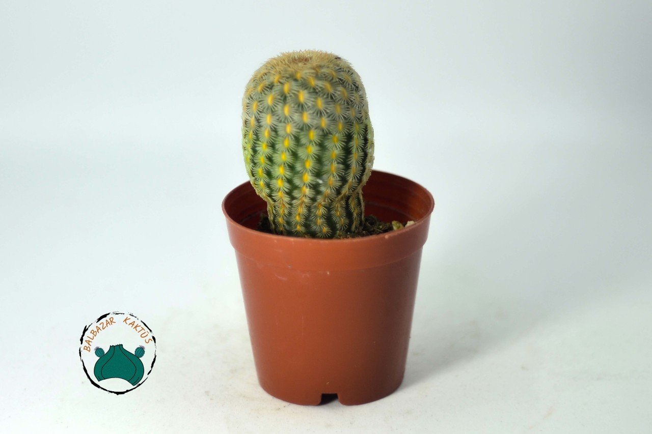 Echinocereus Rigidissimus Rubispinus - Paskalya Kaktüsü  - Mor Pembe Çiçek Açar (5,5cmlik saksıda)