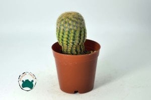 Echinocereus Rigidissimus Rubispinus - Paskalya Kaktüsü  - Mor Pembe Çiçek Açar (5,5cmlik saksıda)