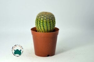 Echinocereus Rigidissimus Rubispinus - Paskalya Kaktüsü  - Mor Pembe Çiçek Açar (5,5cmlik saksıda)