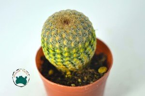 Echinocereus Rigidissimus Rubispinus - Paskalya Kaktüsü  - Mor Pembe Çiçek Açar (5,5cmlik saksıda)
