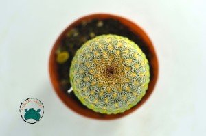 Echinocereus Rigidissimus Rubispinus - Paskalya Kaktüsü  - Mor Pembe Çiçek Açar (5,5cmlik saksıda)