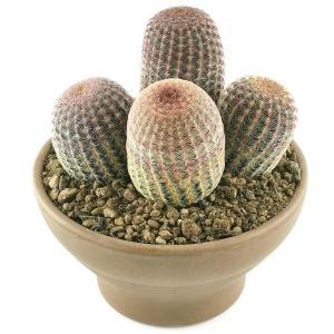 Echinocereus Rigidissimus Rubispinus - Paskalya Kaktüsü  - Mor Pembe Çiçek Açar (5,5cmlik saksıda)
