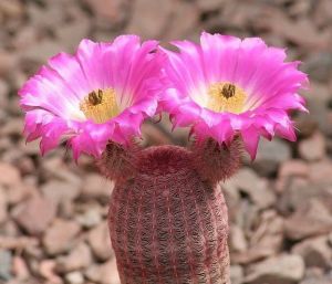 Echinocereus Rigidissimus Rubispinus - Paskalya Kaktüsü  - Mor Pembe Çiçek Açar (5,5cmlik saksıda)