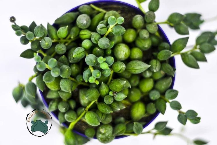 Senecio Rowleyanus Tesbih Çiçeği Bezelye Sukulent Sivri Uçlu (8.5cm)
