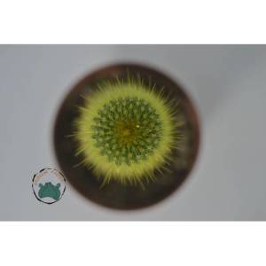 Notocactus Leninghausii - Altın Sarısı Dikenli Kaktüs (8,5 cmlik saksıda)