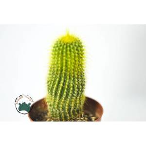 Notocactus Leninghausii - Altın Sarısı Dikenli Kaktüs (8,5 cmlik saksıda)