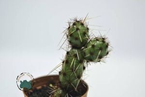Tephrocactus Ovatus Koleksiyonluk Nadir Tür Kaktüs