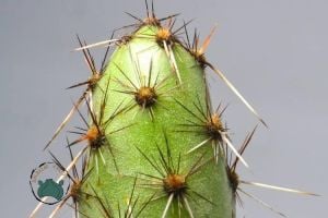 Tephrocactus Ovatus Koleksiyonluk Nadir Tür Kaktüs
