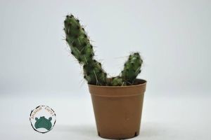 Tephrocactus Ovatus Koleksiyonluk Nadir Tür Kaktüs