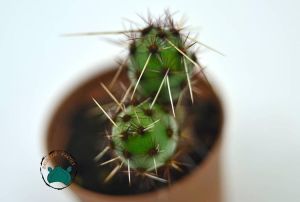 Tephrocactus Ovatus Koleksiyonluk Nadir Tür Kaktüs