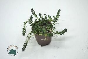 Sedum Furfuraceum Moran Boncuk Sukulent Dağ Koruğu Minimal Yaprak