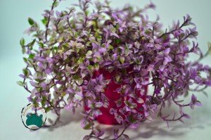 Callisia Repens Pink Lady Sukulent - Kaplumbağa Şarabı Sukulent - Doğal Pembe Renkli (8.5cm saksıda)