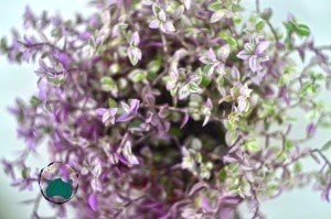 Callisia Repens Pink Lady Sukulent - Kaplumbağa Şarabı Sukulent - Doğal Pembe Renkli (8.5cm saksıda)