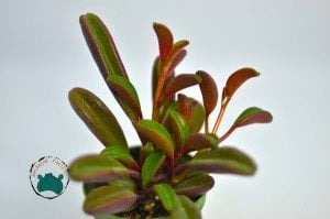 Peperomia Graveolens Ruby Glow Succulent - Özel Tür Sukulent - Doğal Kırmızı Renkli