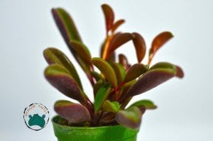 Peperomia Graveolens Ruby Glow Succulent - Özel Tür Sukulent - Doğal Kırmızı Renkli
