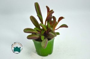 Peperomia Graveolens Ruby Glow Succulent - Özel Tür Sukulent - Doğal Kırmızı Renkli
