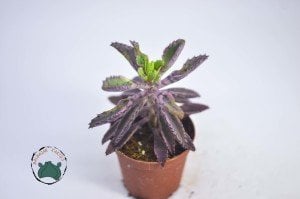 Kalanchoe Pink Butterflies Succulent Pembe Aşkın Gözyaşları Sukulent